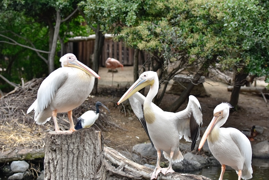 神戶景點 神戶景點
