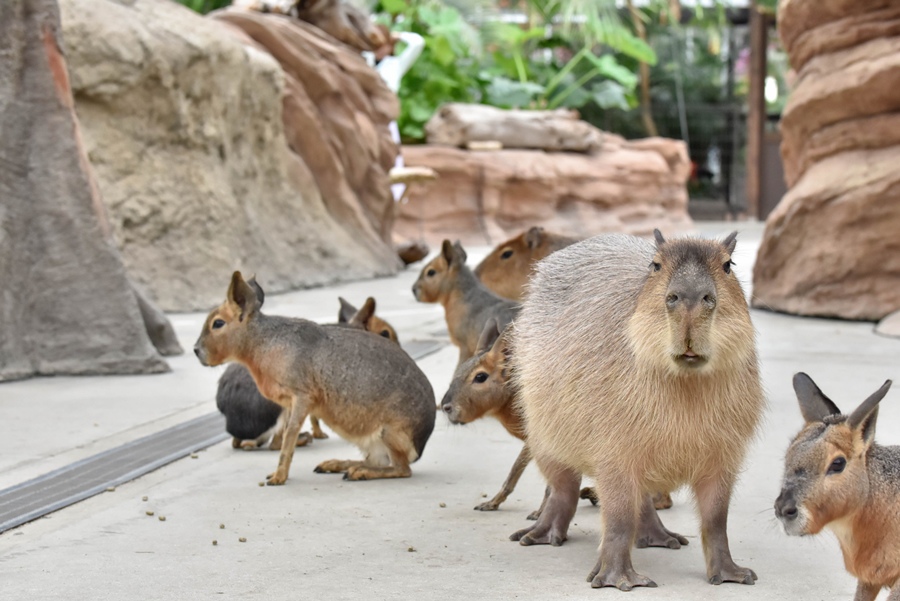 神戶景點 神戶景點