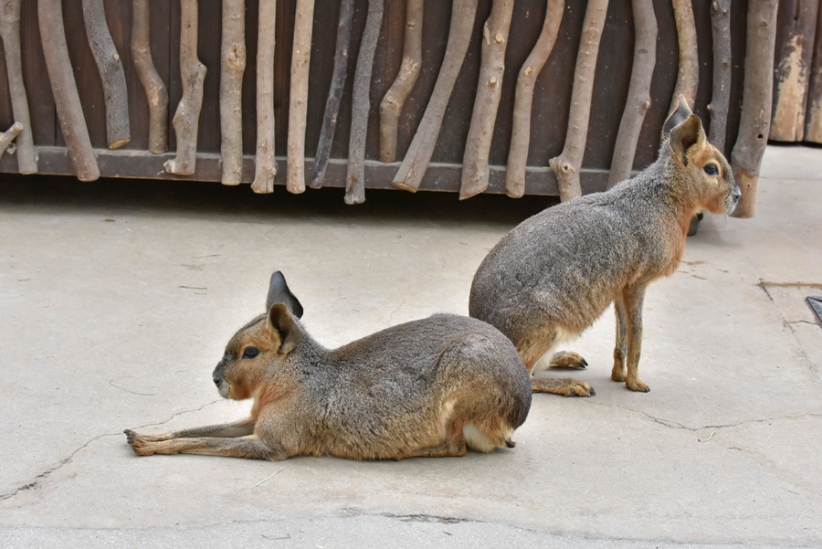 _DSC1368.jpg _DSC1368.jpg