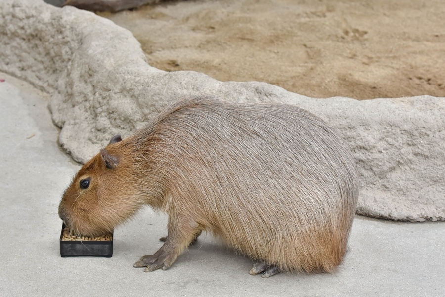 神戶動物王國水豚 神戶動物王國水豚