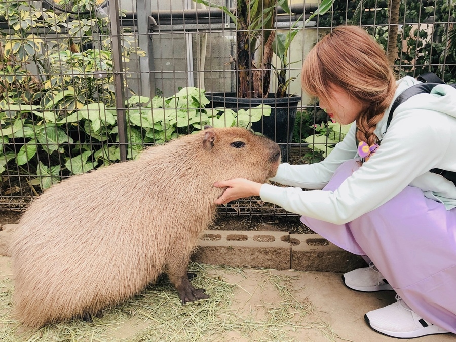 神戶動物王國