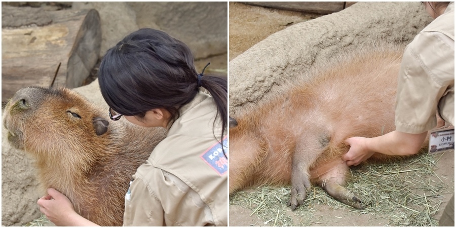 水豚01.jpg 水豚01.jpg