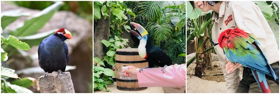神戶動物王國鸚鵡