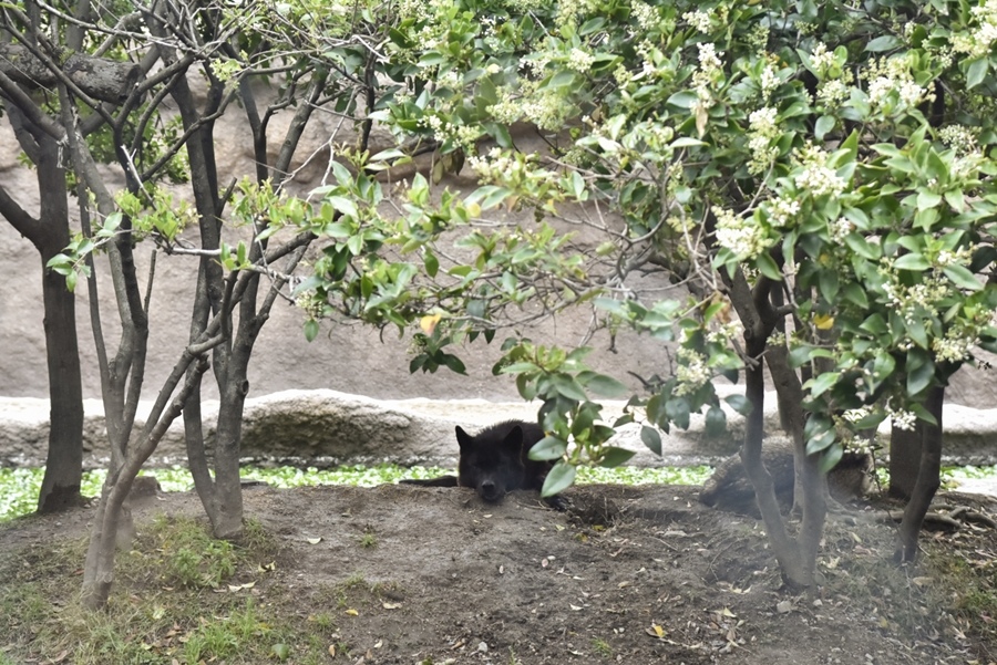 _DSC1417.JPG _DSC1417.JPG