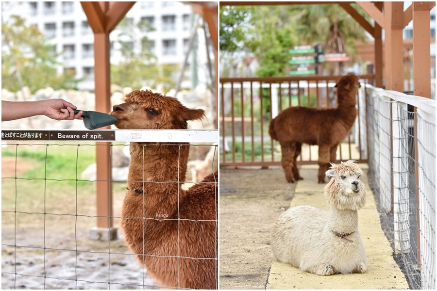 神戶動物王國羊駝 神戶動物王國羊駝