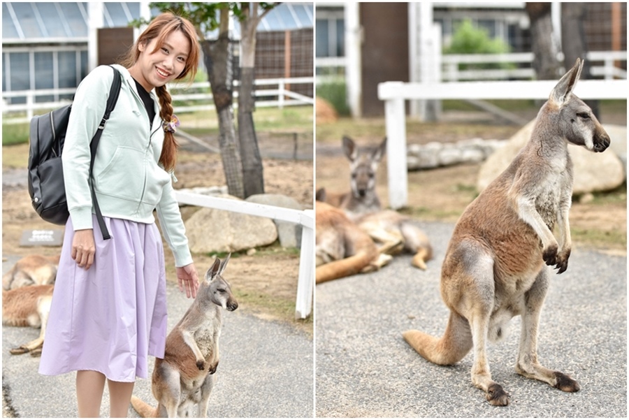 神戶動物王國袋鼠.jpg