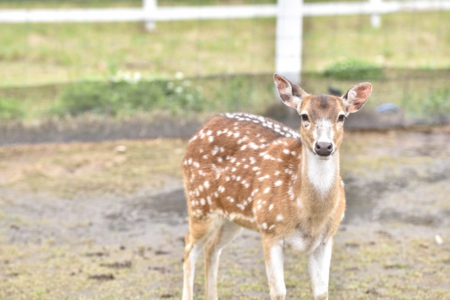 _DSC1473.jpg _DSC1473.jpg