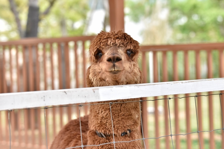 _DSC1466.jpg _DSC1466.jpg