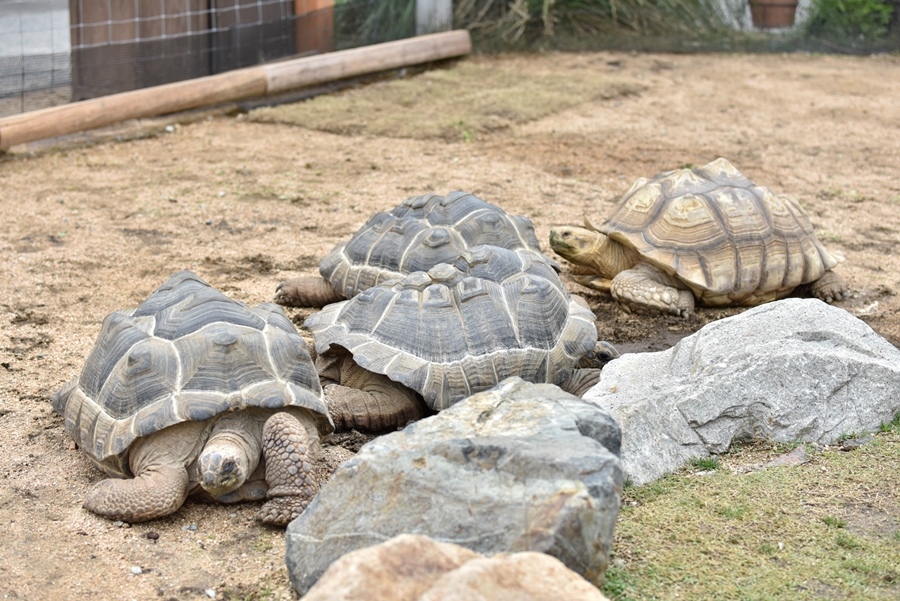 _DSC1474.jpg _DSC1474.jpg