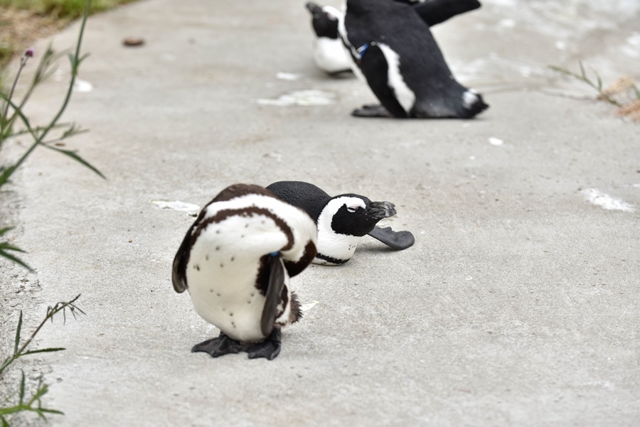 _DSC1495.jpg _DSC1495.jpg