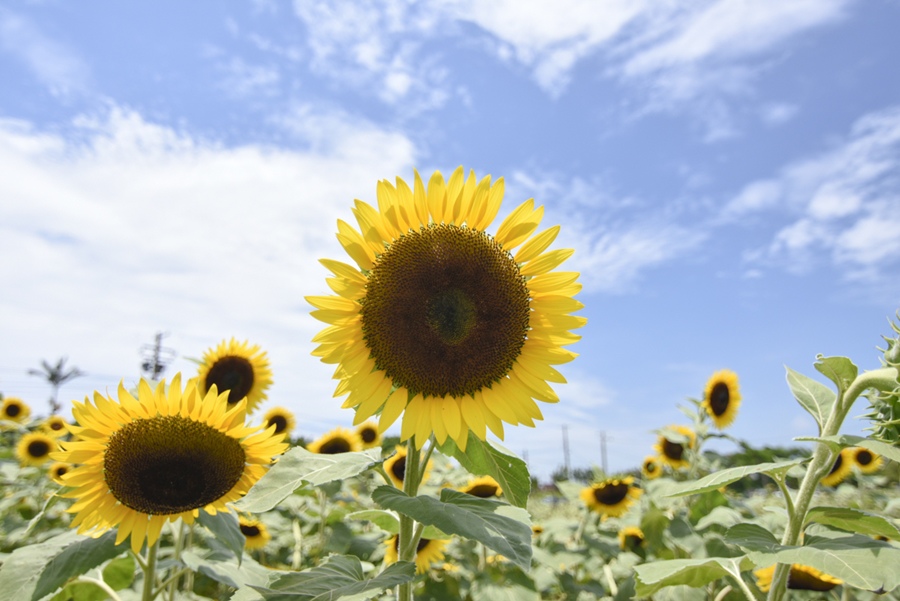 _DSC4741.JPG _DSC4741.JPG