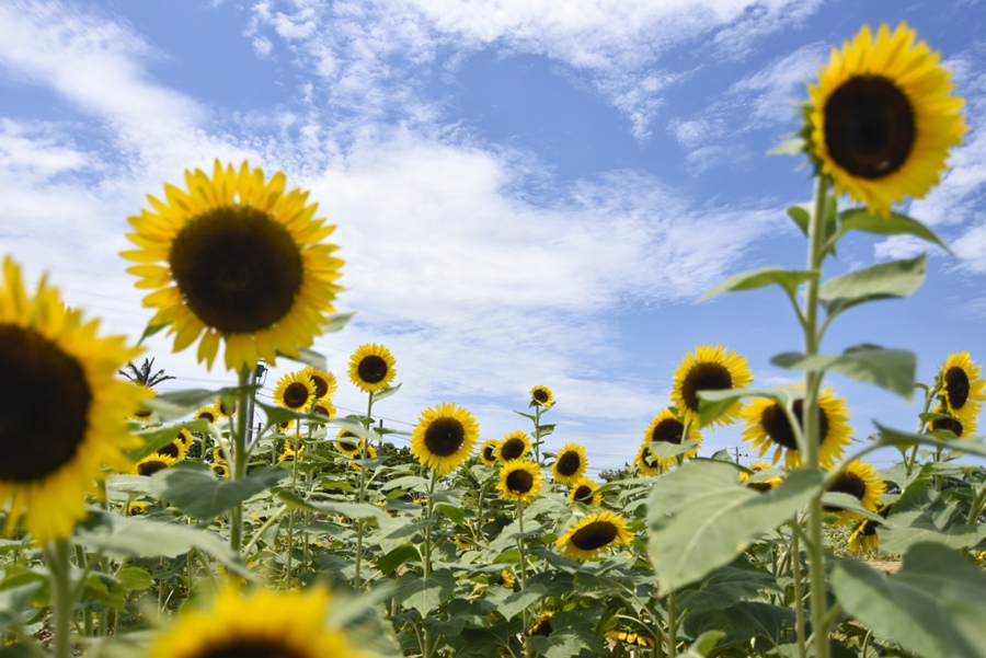 _DSC4735.JPG _DSC4735.JPG