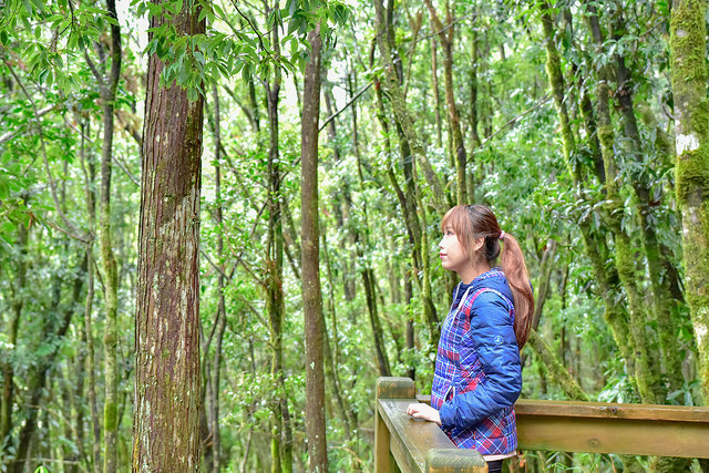 檜山巨木群步道