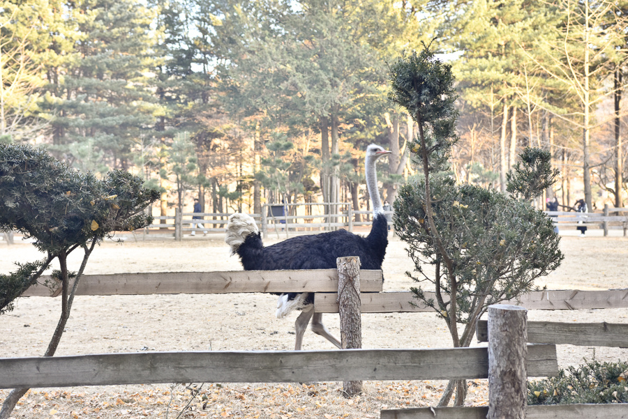 _DSC4997.jpg _DSC4997.jpg