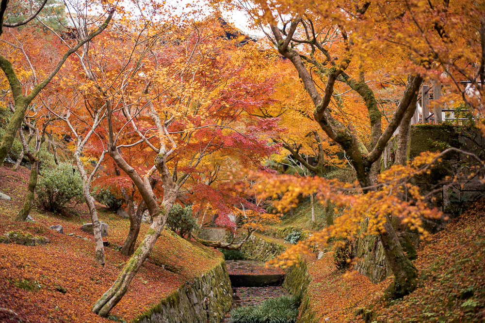 日本 京都賞楓 東福寺 京都賞楓第一名所 紅葉見頃火燒通天橋 Pengu 說真的 痞客邦