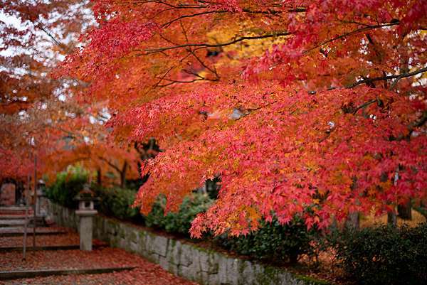 日本 京都賞楓 真如堂 真正極樂寺 京都免費賞楓景點 環境清幽美麗 Pengu 說真的 痞客邦 日本 京都賞楓 真如堂 真正極樂寺 京都免費賞楓景點 環境清幽美麗 Pengu 說真的 痞客邦
