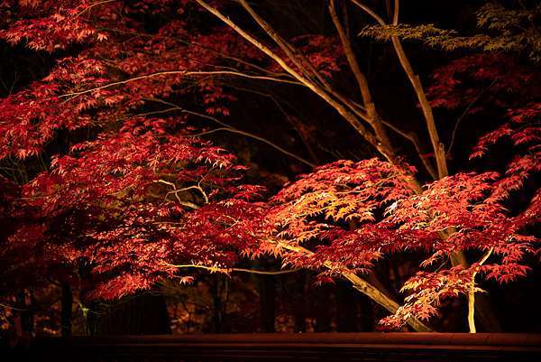 日本 京都賞楓 永觀堂禪林寺 京都夜楓首選 放生池絕美紅葉倒影 Pengu 說真的 痞客邦