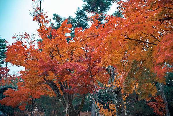 日本 京都賞楓 天龍寺 曹源池庭院嵐山景點 世界文化遺產 Pengu 說真的 痞客邦 日本 京都賞楓 天龍寺 曹源池庭院嵐山景點 世界文化遺產 Pengu 說真的 痞客邦