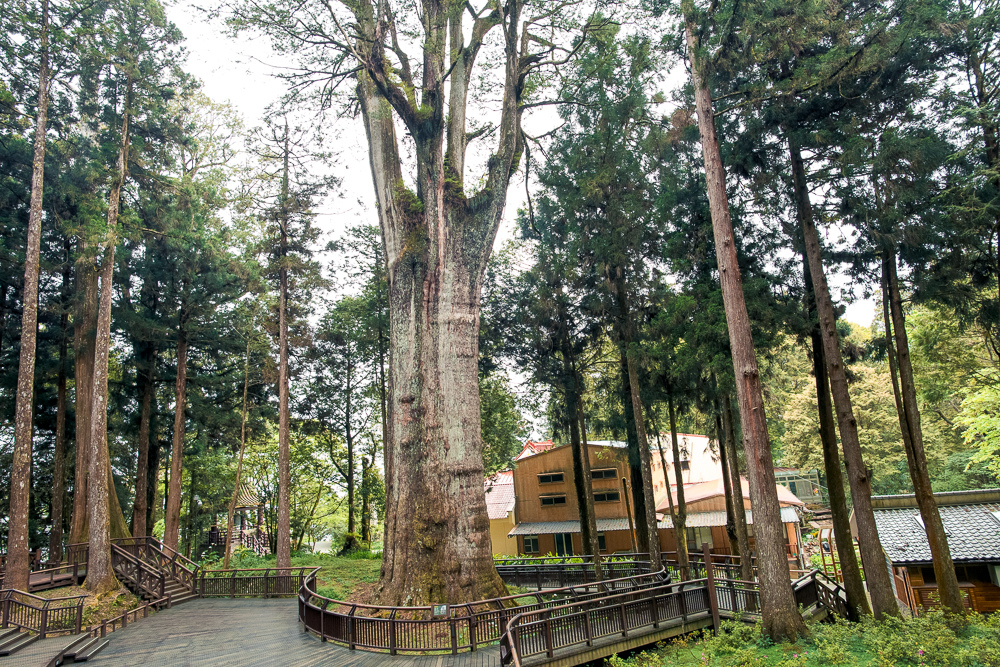 阿里山香林神木