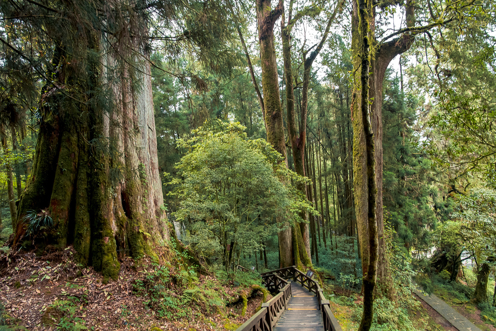 阿里山巨木群棧道