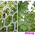 cherry trees.jpg