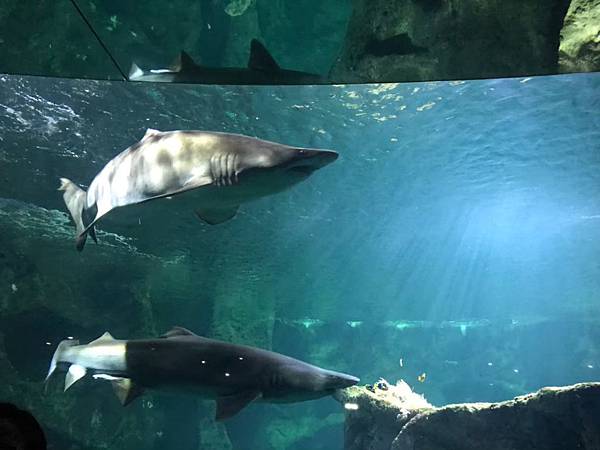 水族館_200404_0053.jpg