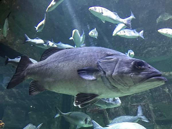 水族館_200404_0086.jpg