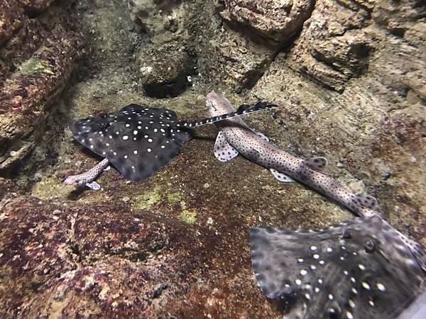 水族館_200404_0102.jpg