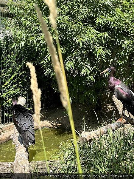 捷克｜親子/朋友都合適，來國外也要逛沒有任何遮蔭的動物園 Z