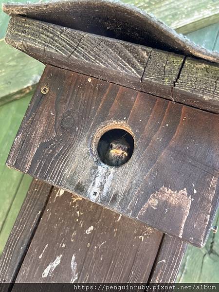 捷克|親子/朋友都合適,來國外也要逛沒有任何遮蔭的動物園 Z 捷克|親子/朋友都合適,來國外也要逛沒有任何遮蔭的動物園 Z