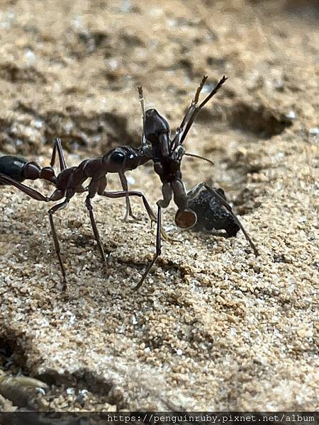 捷克|親子/朋友都合適,來國外也要逛沒有任何遮蔭的動物園 Z 捷克|親子/朋友都合適,來國外也要逛沒有任何遮蔭的動物園 Z