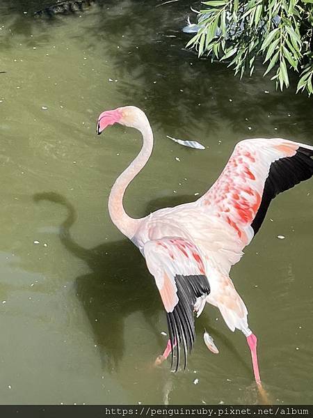 捷克|親子/朋友都合適,來國外也要逛沒有任何遮蔭的動物園 Z 捷克|親子/朋友都合適,來國外也要逛沒有任何遮蔭的動物園 Z