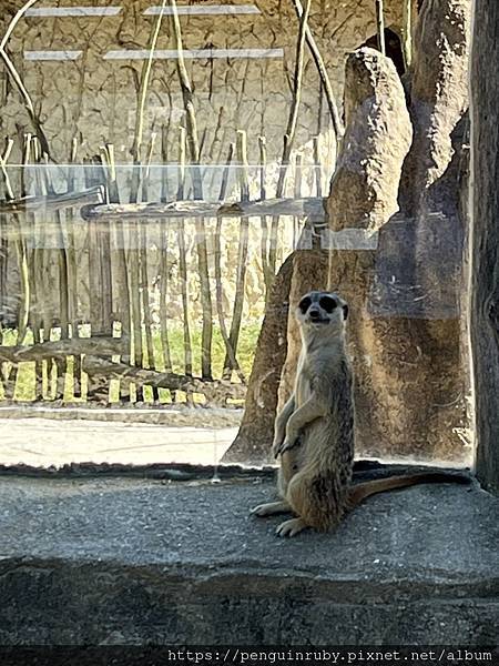 捷克|親子/朋友都合適,來國外也要逛沒有任何遮蔭的動物園 Z 捷克|親子/朋友都合適,來國外也要逛沒有任何遮蔭的動物園 Z