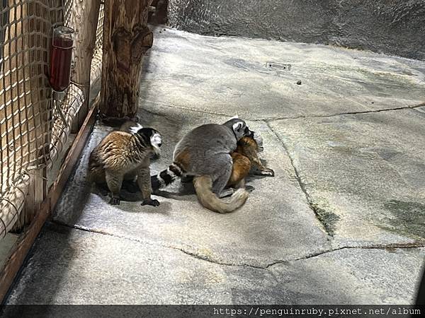 奧地利二戰時期的高射砲塔演變而成的維也納水族館Haus d 奧地利二戰時期的高射砲塔演變而成的維也納水族館Haus d