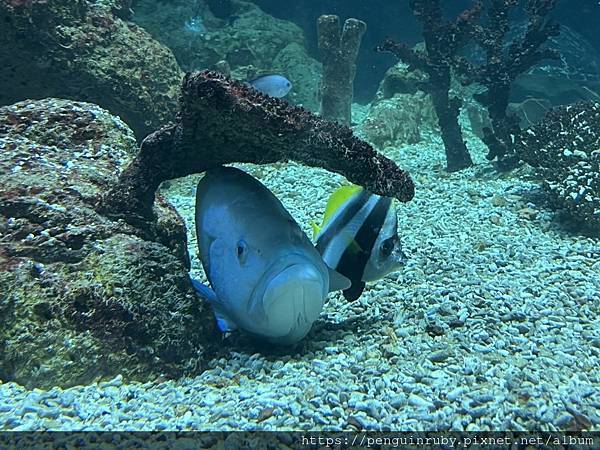 奧地利｜二戰時期的高射砲塔演變而成的維也納水族館Haus d