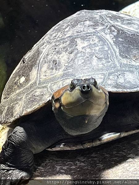 奧地利二戰時期的高射砲塔演變而成的維也納水族館Haus d 奧地利二戰時期的高射砲塔演變而成的維也納水族館Haus d
