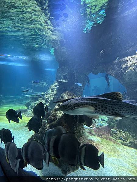 奧地利｜二戰時期的高射砲塔演變而成的維也納水族館Haus d