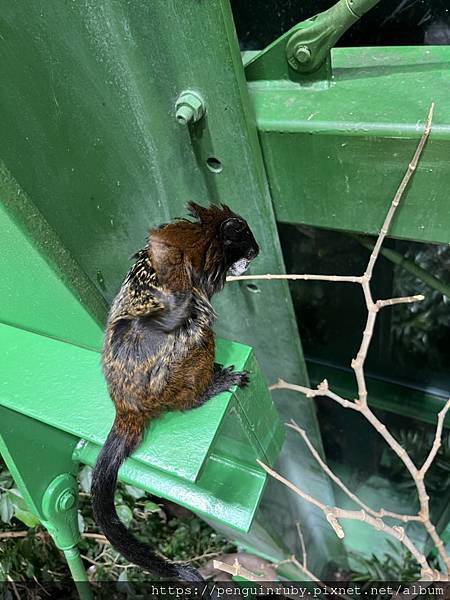 奧地利二戰時期的高射砲塔演變而成的維也納水族館Haus d 奧地利二戰時期的高射砲塔演變而成的維也納水族館Haus d