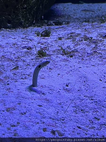 奧地利二戰時期的高射砲塔演變而成的維也納水族館Haus d 奧地利二戰時期的高射砲塔演變而成的維也納水族館Haus d