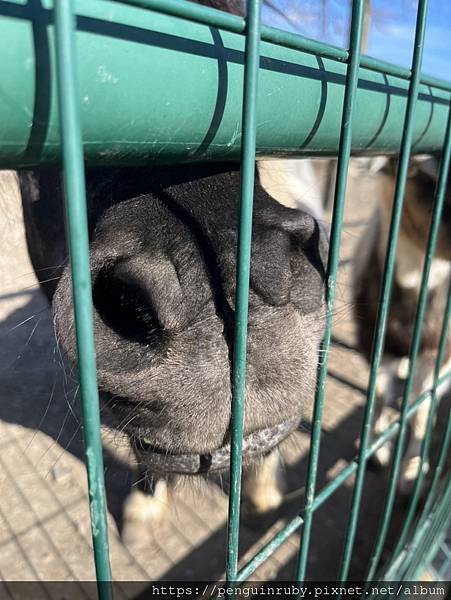 斯洛伐克slovakia布拉提斯拉瓦周遭城鎮餐廳推薦Reš 斯洛伐克slovakia布拉提斯拉瓦周遭城鎮餐廳推薦Reš