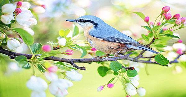 spring-bird-2295431__340.jpg