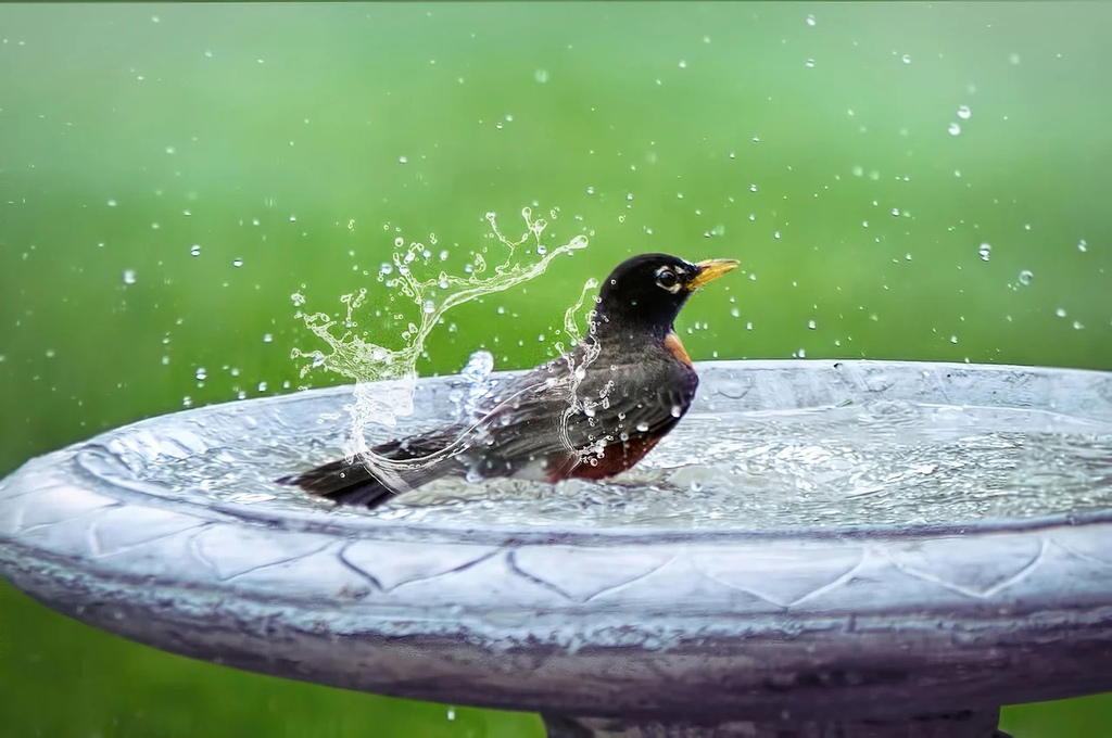 0730貼 bird-bath-5290285_1280.jpg