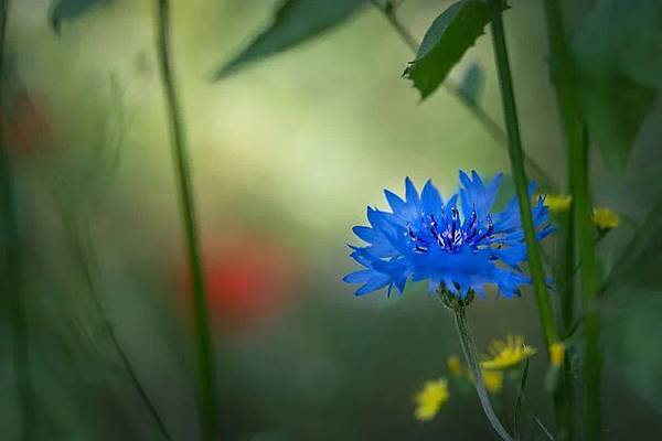 0923貼 cornflower-6373897__480.jpg