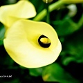 20110131花博-68.jpg