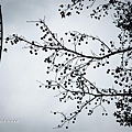 20110131花博-9.jpg