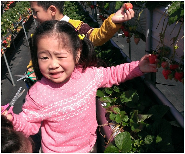 20140201-山頂草莓園-2.jpg