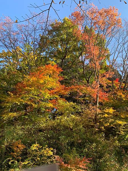 |青龍山.吉祥寺|有『花寺』之美名—北關東賞楓名所