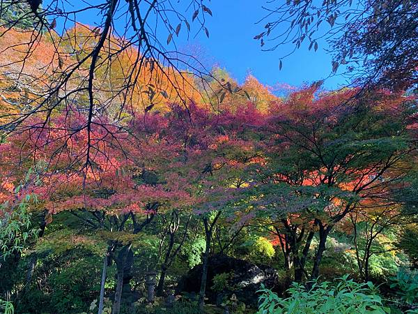 |青龍山.吉祥寺|有『花寺』之美名—北關東賞楓名所