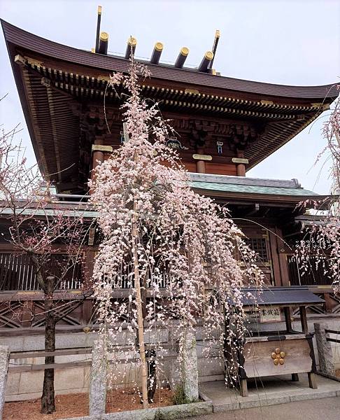 湯島天神＊梅花祭典【湯島天滿宮】学問の神様