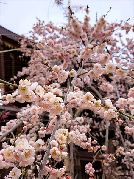 湯島天神＊梅花祭典【湯島天滿宮】学問の神様